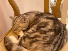 -猫咪派对(江南西店)
