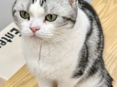 -有喵·猫咖·狗咖·40+猫狗有小奶狗(岗厦店)