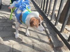 -美联众合动物医院·24h转诊中心