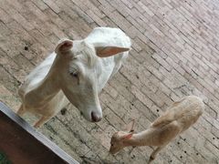 -银树楼(紫玉山庄东区店)