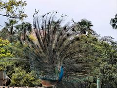 -昆明动物园