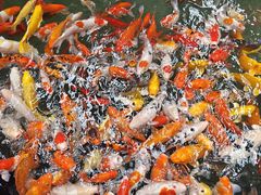 -南宫五洲植物乐园