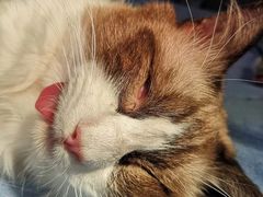 -创凡宠物医院·骨专科  猫科中心(西乡分院)