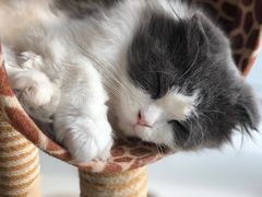 -飞行喵MR PILOT|猫舍·猫咖(静安大融城店)
