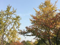 -新江湾城公园
