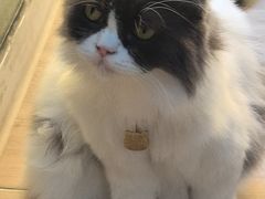 -李小姐の猫咖啡馆(五角场店)