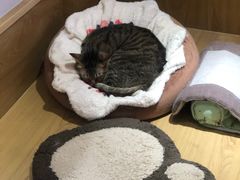 -滚猫咖啡·猫咖·猫友好撸猫(未来城店)