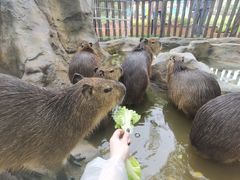 -上海野生动物园
