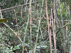 -野象谷景区