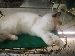 -喵喵咪呀布偶猫咖(春熙路店)