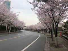 -高东镇樱花园
