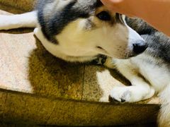 -more than meow吴止猫主题餐厅(承德 中船汇店)