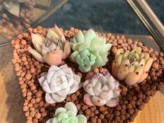 -北马山庄植趣咖啡