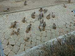 -哈尔滨北方森林动物园