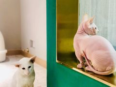 -飞行喵MR PILOT|猫舍·猫咖(静安大融城店)