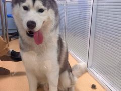 -瑞派·关忠动物医院·猫专科·犬专科(三环新城店)