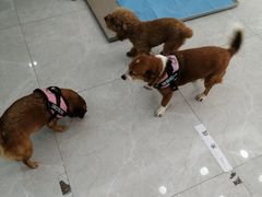 -中农国际动物医院24小时·猫科·骨科·急重症中心