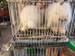 -双季花艺园艺市场(浦东店)