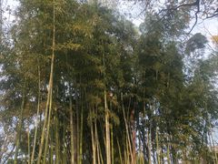 -秋霞圃