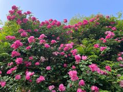 -宝鸡植物园