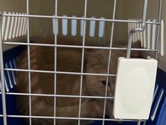 -纳吉亚猫专科动物医院·北北分院