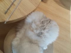 -猫腻·猫咖·撸猫馆(星光大道店)