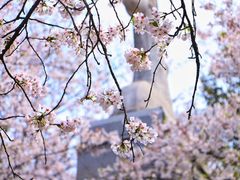 -武汉大学-樱园