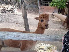 -清迈夜间动物园