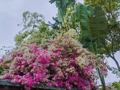 -深圳国际园林花卉博览园