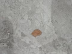 -美迦爱-牙专科·兔科·骨科诊疗中心(北苑店)