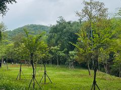 -大屏嶂森林公园