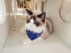 -喵喵咪呀布偶猫咖(春熙路店)
