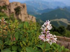 -白草畔自然风景区