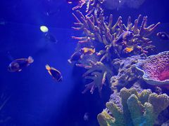 -海合安武汉极地海洋公园