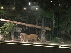 -清迈夜间动物园