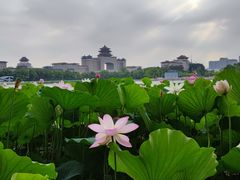 -莲花池公园