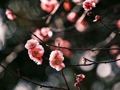 -梅花山(明孝陵内)