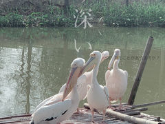 -宁波杭州湾国家湿地公园