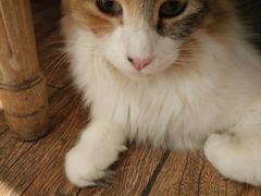 -more than meow吴止猫主题餐厅(承德 中船汇店)