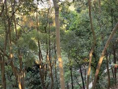 -中山市树木园