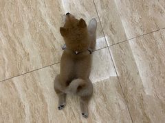 -萌兽医馆·宠物医院·猫骨科(创景店)