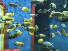 -大连圣亚海洋世界