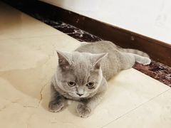 -翊宠yipet猫狗购宠庄园犬舍•猫舍