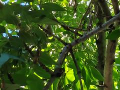 -天正河鲀·河豚亭(大连店)