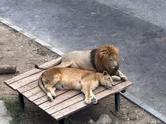 -大连森林动物园