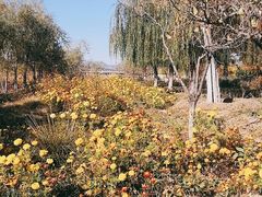 -绿堤公园
