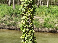 -合肥滨湖国家森林公园