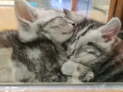-龟与熊猫宠物公园(南坪店)