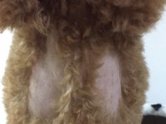 -小叮当动物医院·骨科·眼科