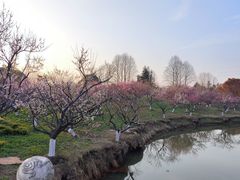 -上海海湾国家森林公园